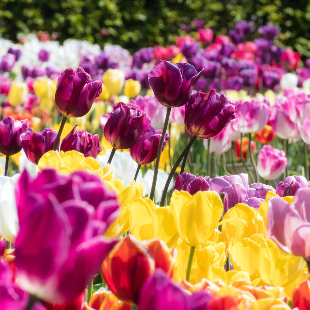 KEUKENHOF EXPOSITION FLORALE ENTREE COMPRISE   AVEC LE CORSO FLEURI  V5124