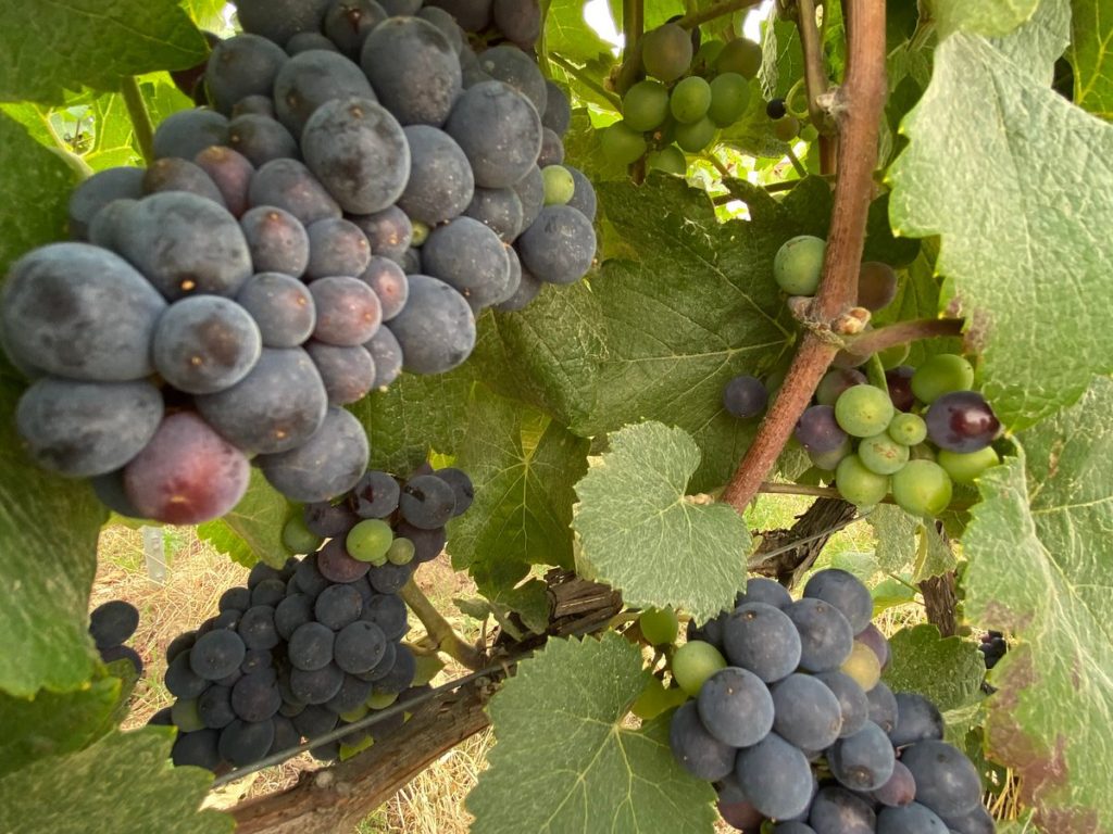 CHAMERY en CHAMPAGNE visite du vignoble en petit train,visite de la cave avec dégustation, repas compris et visite de la biscuiterie FOSSIER  V5142